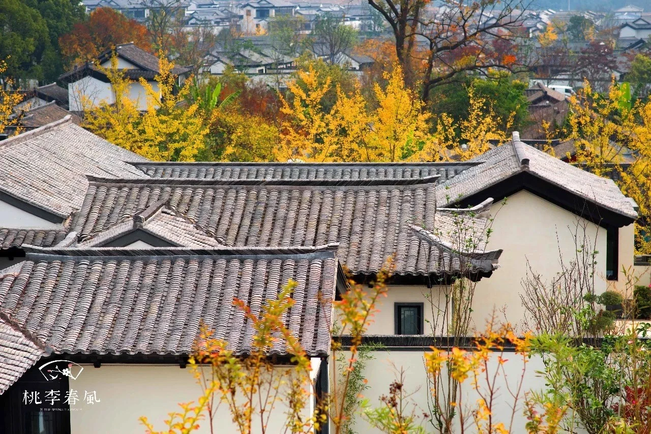 桃李春风1.webp